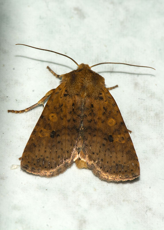 Noctuidae: Conistra (Dasycampa) rubiginea